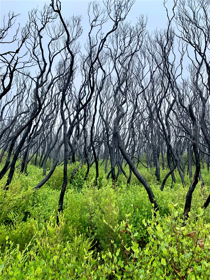Slow recovery from bushfire