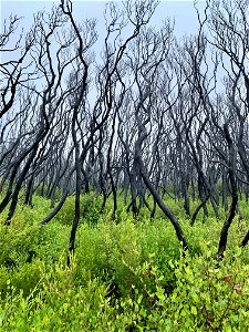 Slow recovery from bushfire photo
