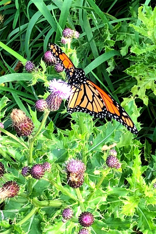 Pollinator at Fish Hatchery