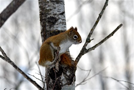 Red squirrel in a tree photo