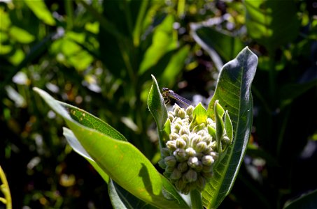 Damselfly on common milkweed photo