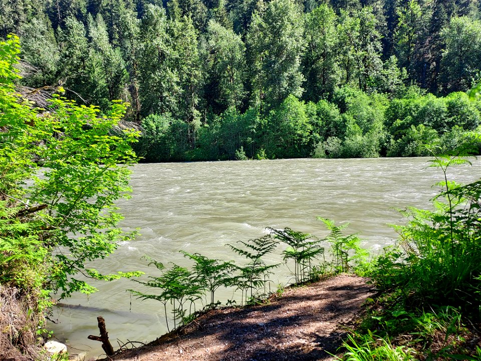 Sauk River from the Old Sauk Trail, Mt. Baker-Snoqualmie National Forest. Photo by Anne Vassar June 2, 2021.