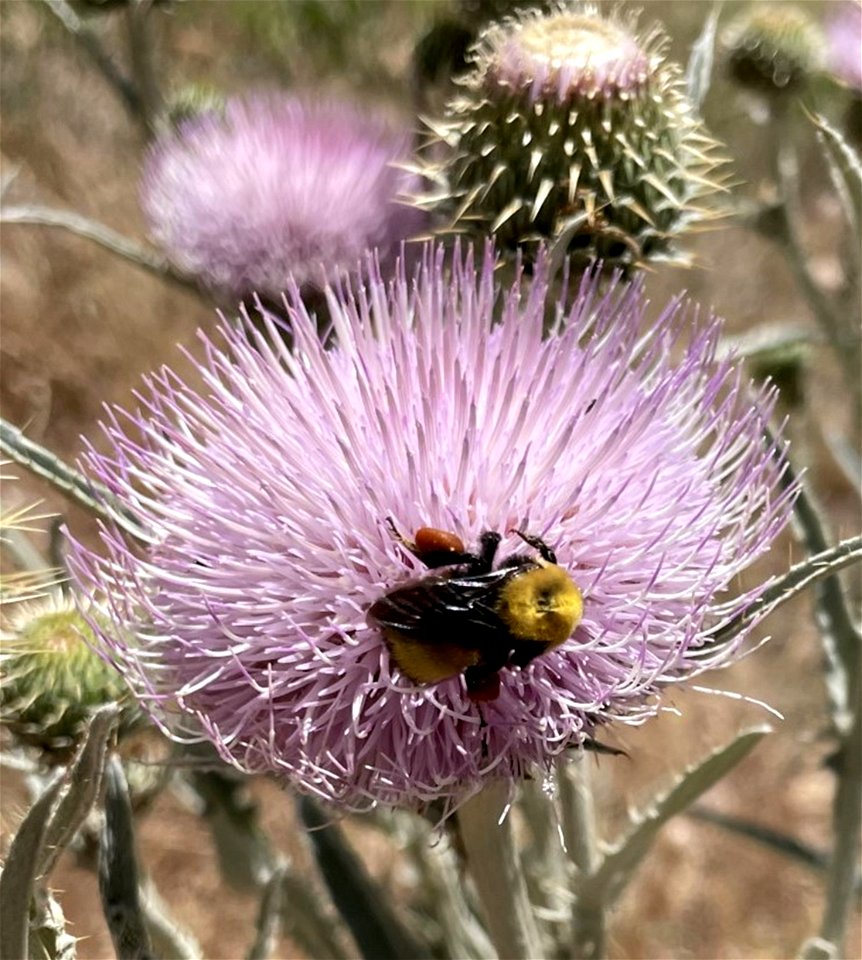 2022 Pollinator Week