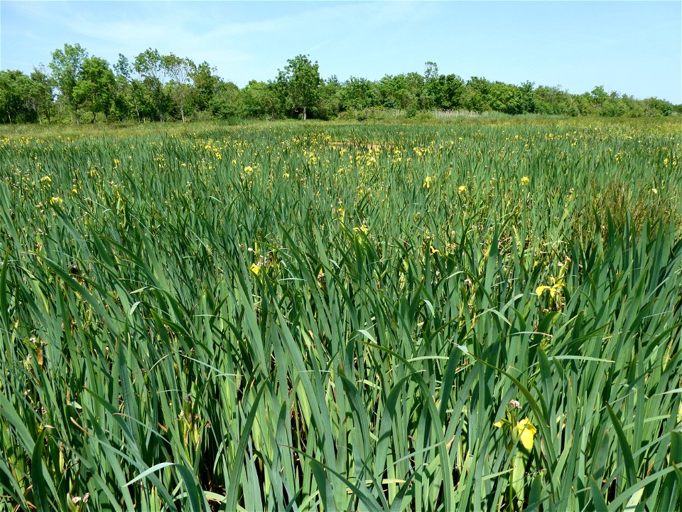 Iris pseudacorus L., 1753