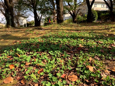 Saiwaicho in Higashikurume-shi in November