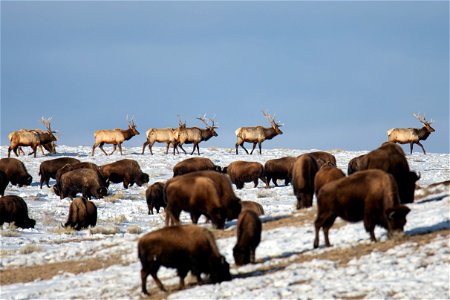 Elk & Bison on the National Elk Refuge