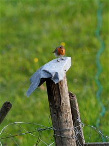 Rotkehlchen mit Snack
