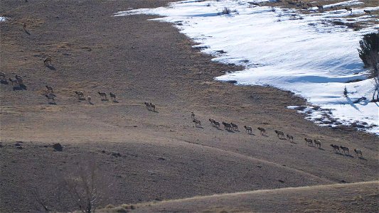 Spring on the National Elk Refuge