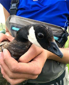 Banding Cackling Geese photo