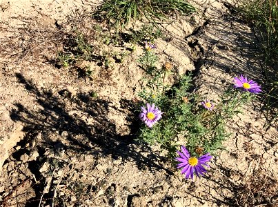More Proof that Wildflowers Have a Will of their Own