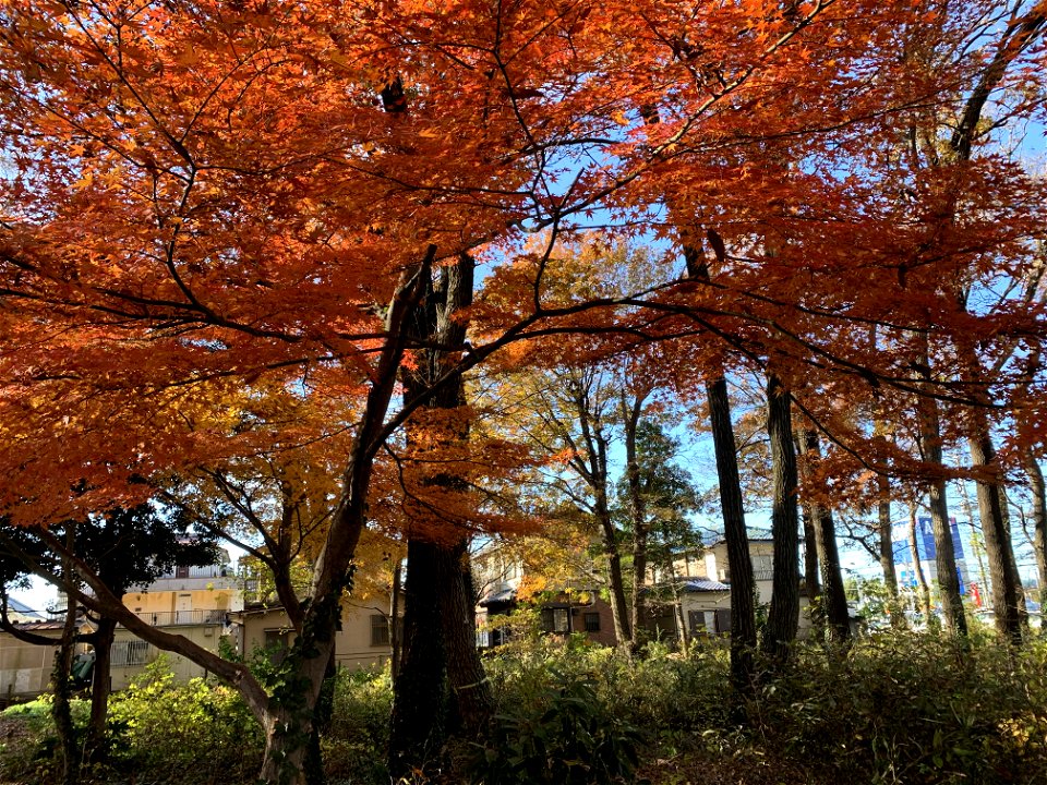Koyama, Higashikurume-shi in mid-December