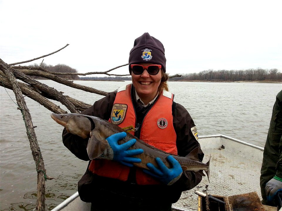 Holding a Lake Sturgeon