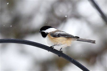Black-capped chickadee in the snow photo