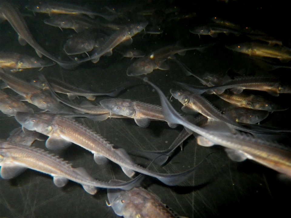 Pallid Sturgeon photo