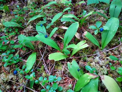 Queen's cup berry, Mt. Baker-Snoqualmie National Forest. Photo by Anne Vassar Aug. 10, 2021.