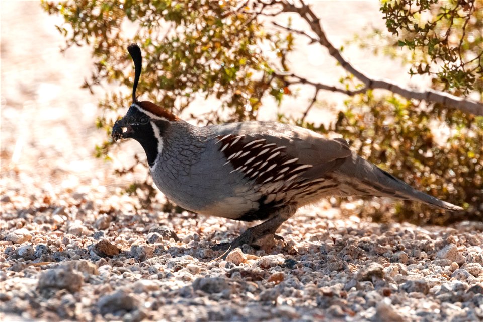 Gambel's quail (Callipepla gambelii)