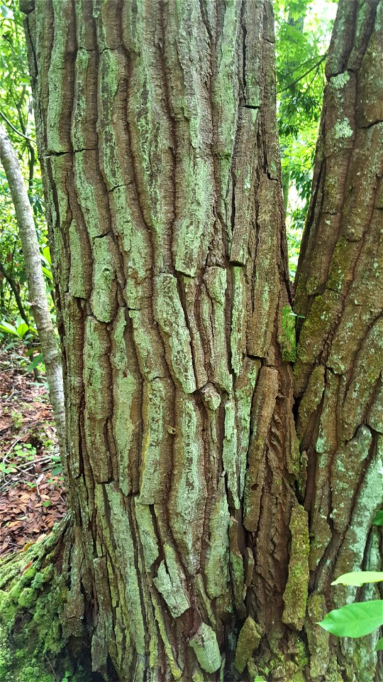 Aydlett  Gordonia lasianthus loblolly bay bark trunks ncwetlands SK