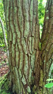 Aydlett Gordonia lasianthus loblolly bay bark trunks ncwetlands SK photo