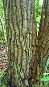 Aydlett  Gordonia lasianthus loblolly bay bark trunks ncwetlands SK