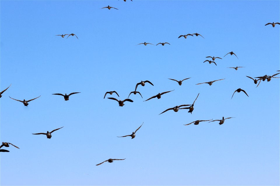American Wigeon and Northern Pintails Lake Andes Wetland Management District South Dakota