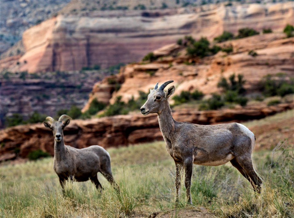 McInnis Canyons NCA-Ruby Canyon-20