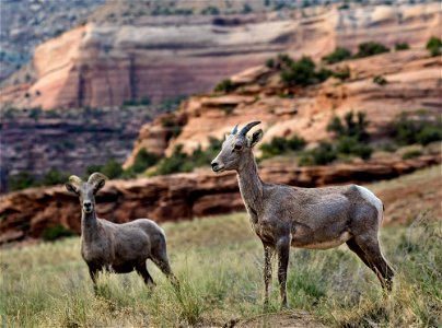 McInnis Canyons NCA-Ruby Canyon-20