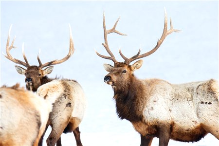 Elk on the National Elk Refuge photo