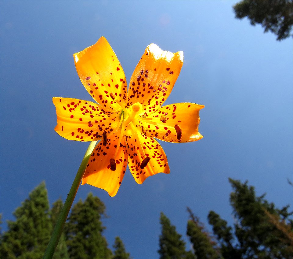 LILY, LEOPARD (Lilium pardalinum) (7-14-2021) 5000 ft, bear basin meadow, smith river nat rec area, del norte co, ca -01