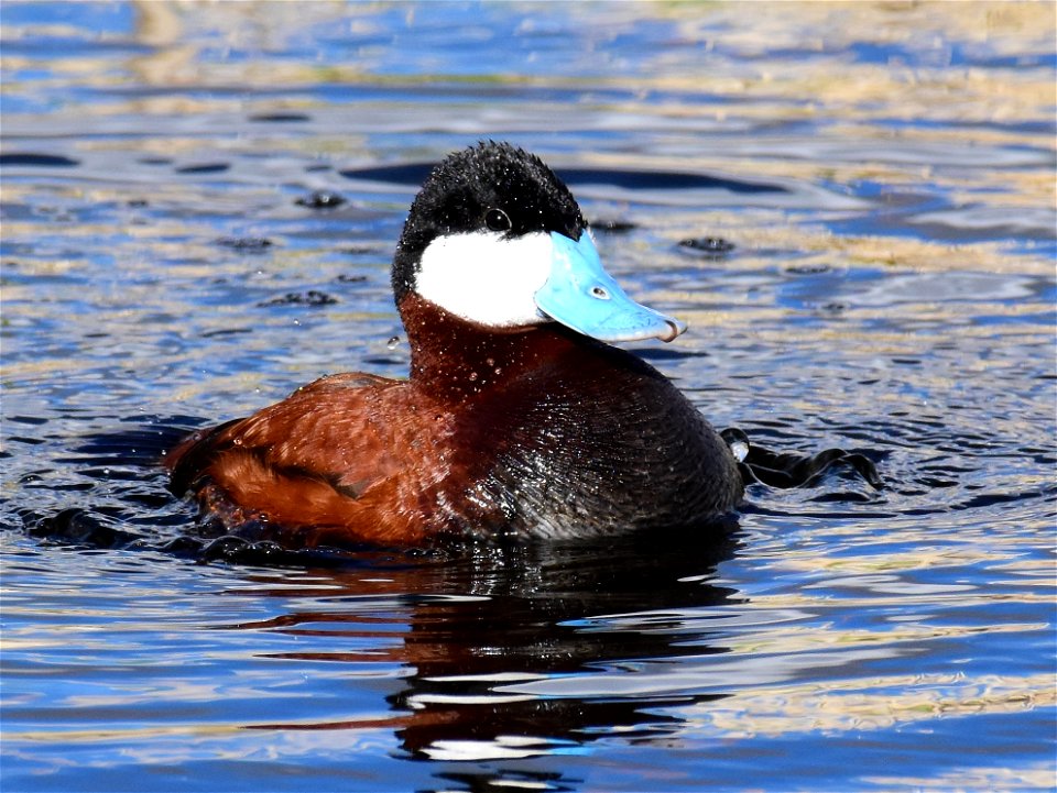 Ruddy duck at Seedskadee National Wildlife Refuge