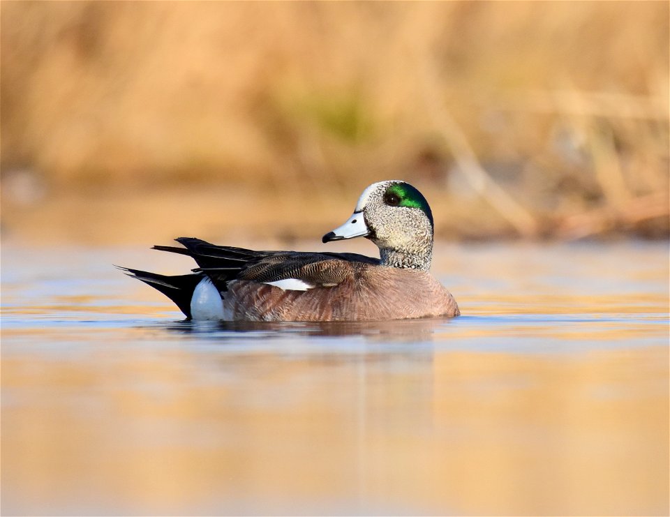 American wigeon at Seedskadee National Wildlife Refuge Wyoming
