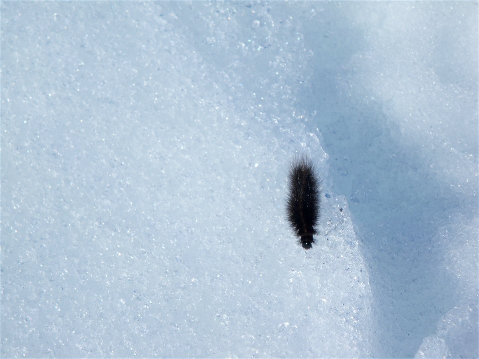 Caterpillar on snow_5May2010