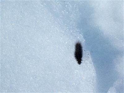 Caterpillar on snow_5May2010 photo