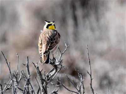 Horned Lark at Seedskadee National Wildlife Refuge