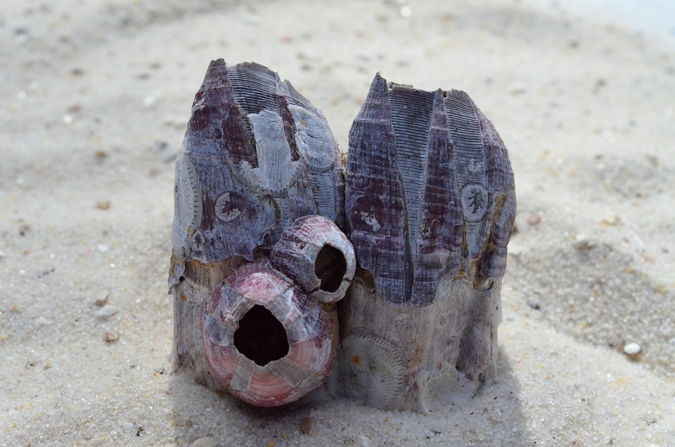 Sea freight mother of pearl beach