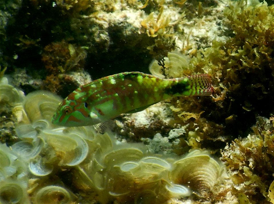 Halichoeres nebulosus 2