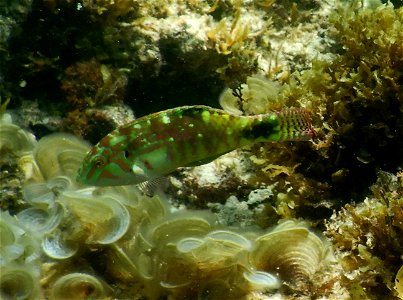 Halichoeres nebulosus 2