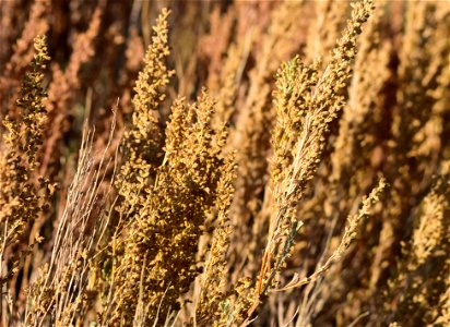 Wyoming big sagebrush seedheads