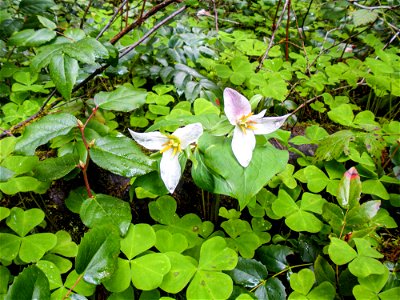 western-trillium-nut-wrightcreek-richardhelliwelljpg_49385547826_o photo