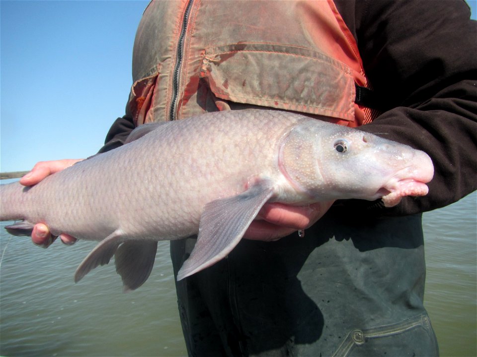 Blue Sucker Capture on the Missouri River