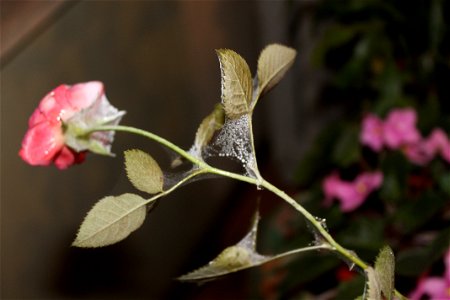 trandaf_rosumic2012_0419_195557