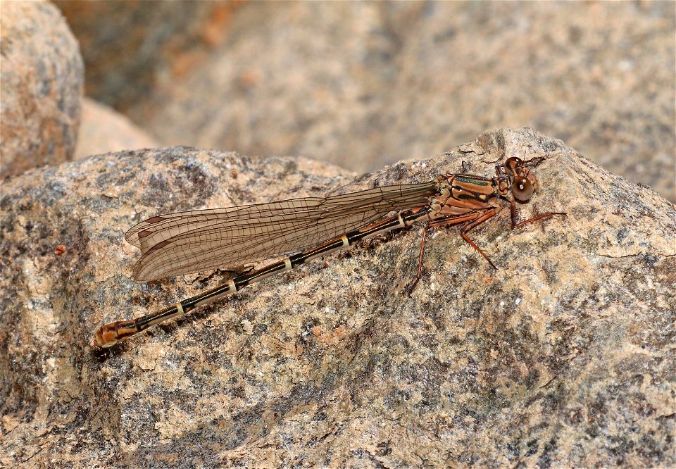 DANCER, SOOTY (Argia lugens) (6-9-2021) brown female, rough and ready blm area, josephine co, or -01