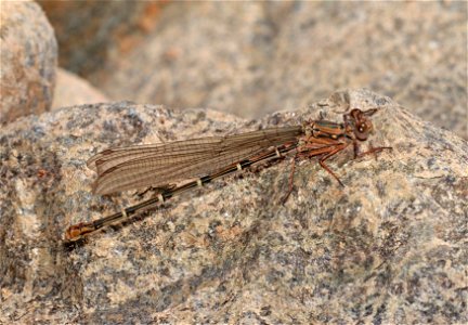 DANCER, SOOTY (Argia lugens) (6-9-2021) brown female, rough and ready blm area, josephine co, or -01