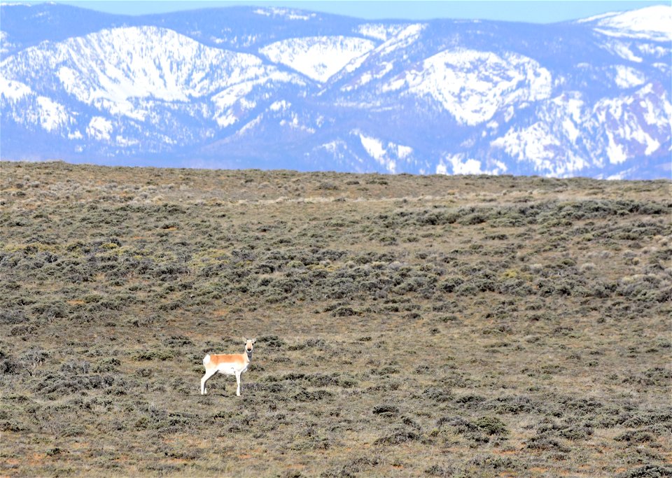 Pronghorn at Arapaho National Wildlife Refuge Colorado
