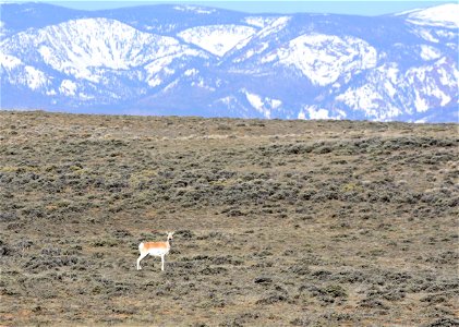 Pronghorn at Arapaho National Wildlife Refuge Colorado
