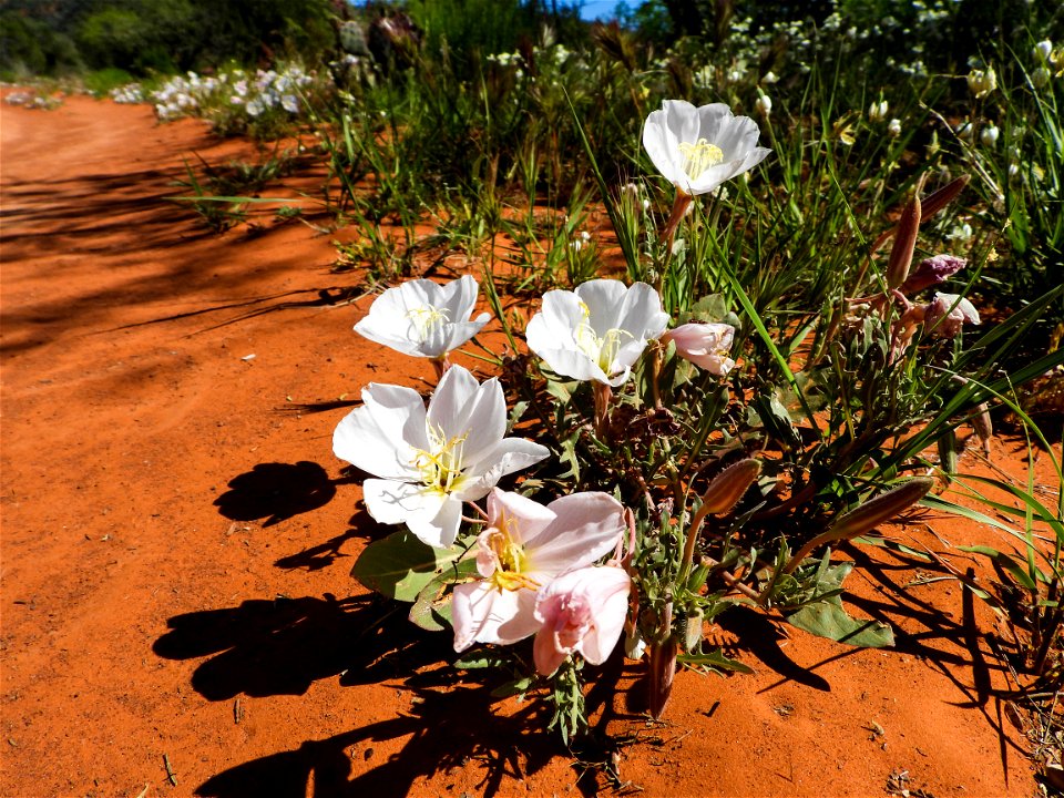 Spring wildflowers-05
