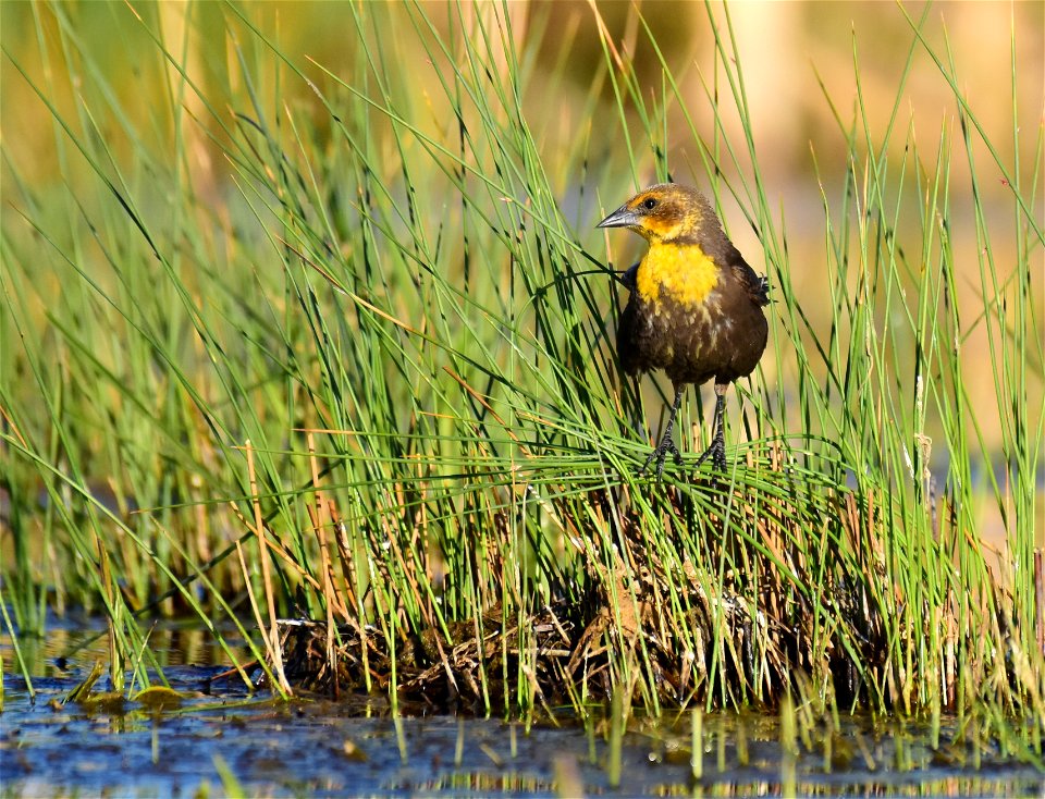 Yellow headed blackbird at Seedskadee National Wildlife Refuge