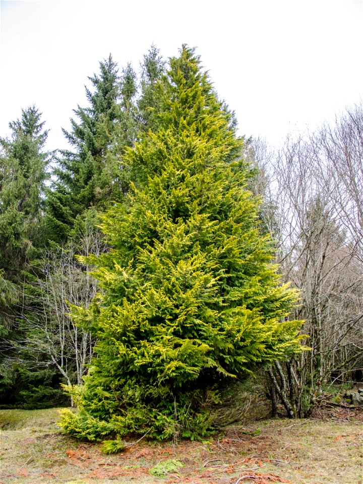 Le grand sapin (trop) vert photo