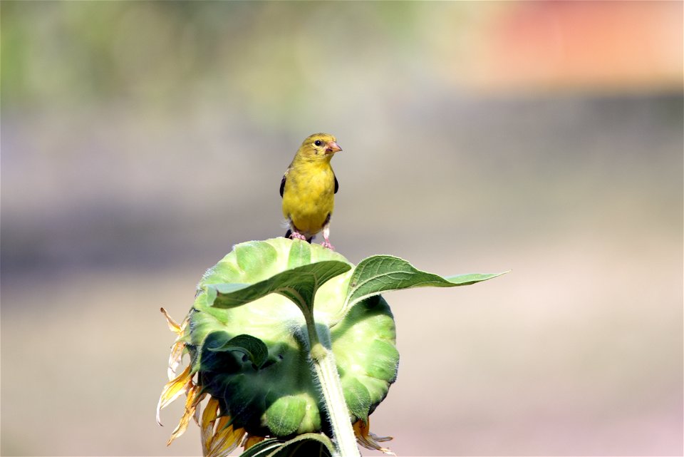 American goldfinch