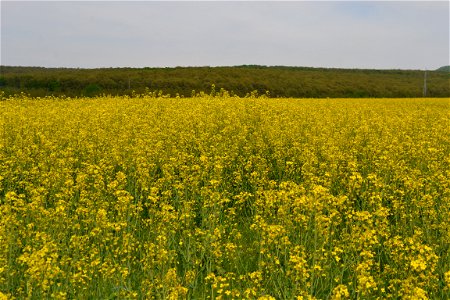 From the field