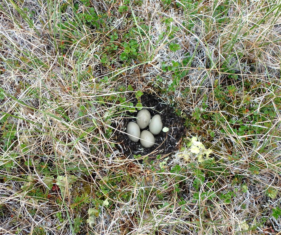 Nest of long-tailed duck
